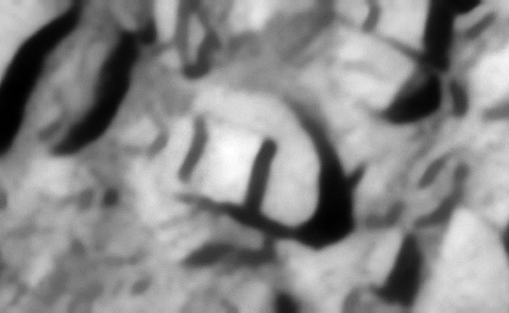 Click for larger image at 1:1 scale