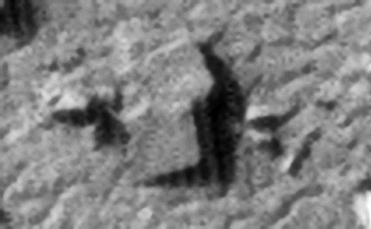 Click for larger image at 1:1 scale