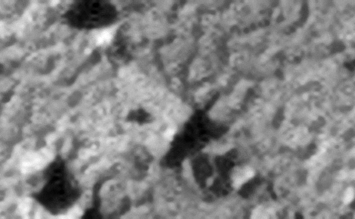 Click for larger image at 1:1 scale