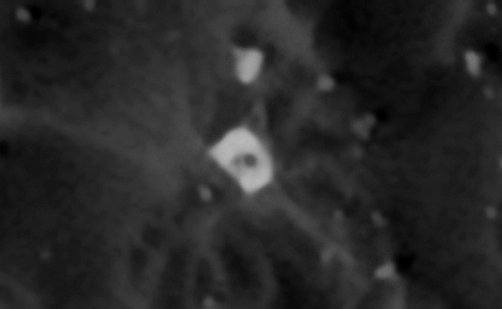 Click for larger image at actual size 1:1 scale