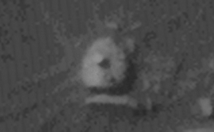 Click for larger image at actual size 1:1 scale