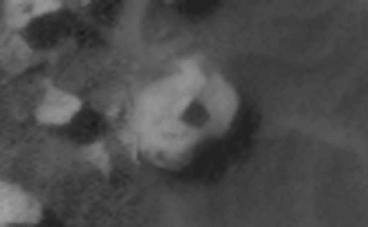 Click for larger image at actual size 1:1 scale