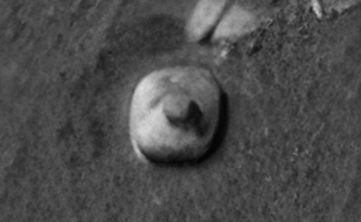 Click for larger image at actual size 1:1 scale