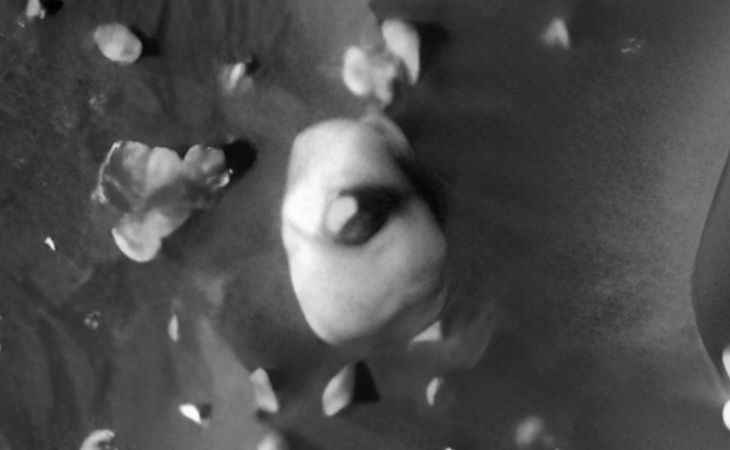 Click for larger image at actual size 1:1 scale