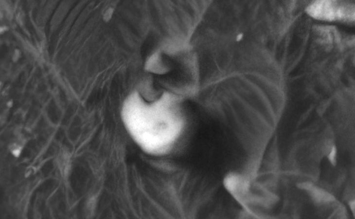 Click for larger image at actual size 1:1 scale