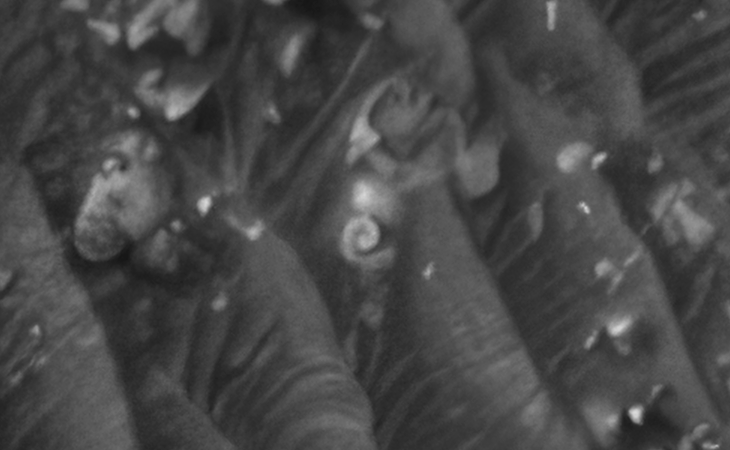 Click for larger image at actual size 1:1 scale