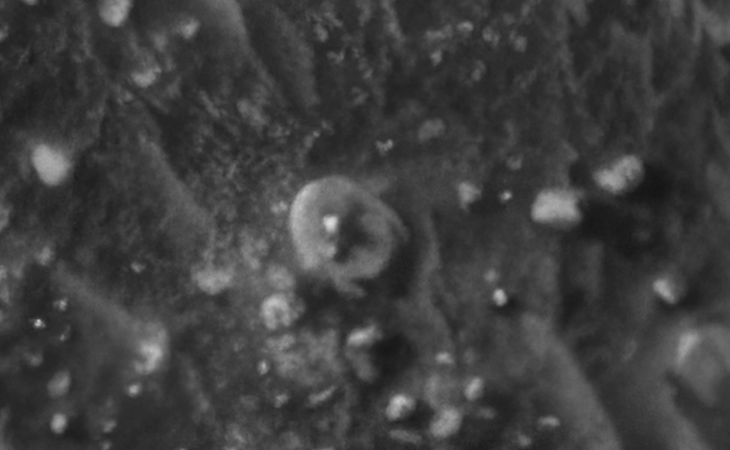 Click for larger image at actual size 1:1 scale