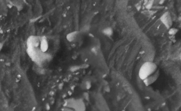 Click for larger image at actual size 1:1 scale