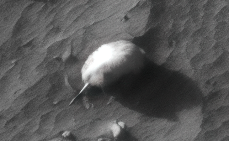 Click for larger image at actual size 1:1 scale