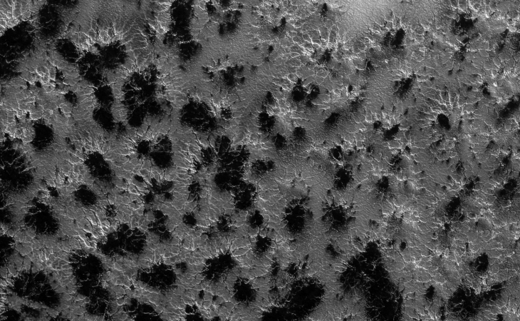 Cluster of small 'Spiders' and what looks like darker moss-type material