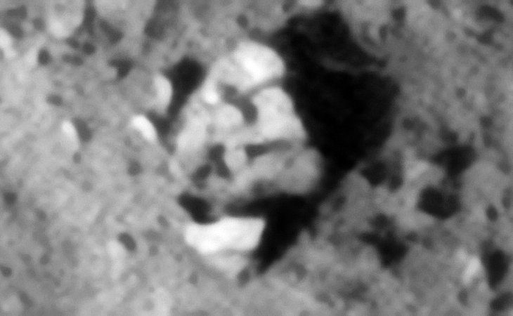 Three similar 'fan-like' objects with small features of knobs next to one another