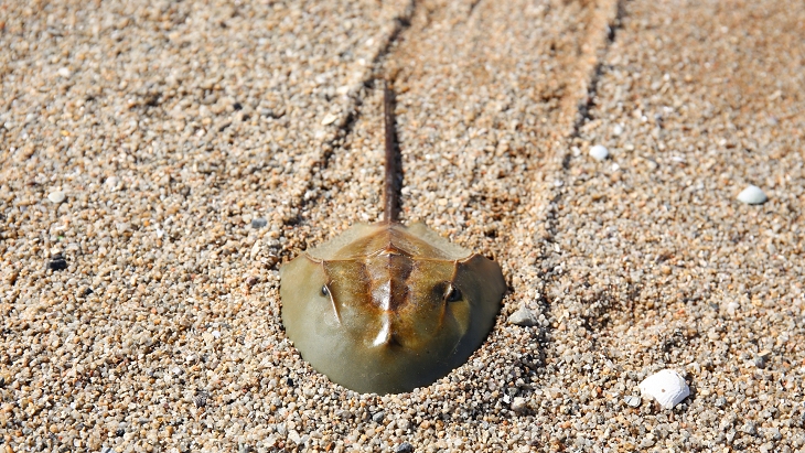 Horseshoe Crab